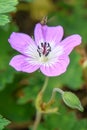 Bloody Cranesbill, Geranium sanguinum var. striatum, pink flow